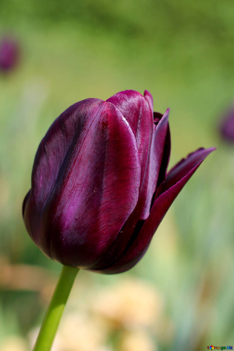 Velvet Tulip №37699