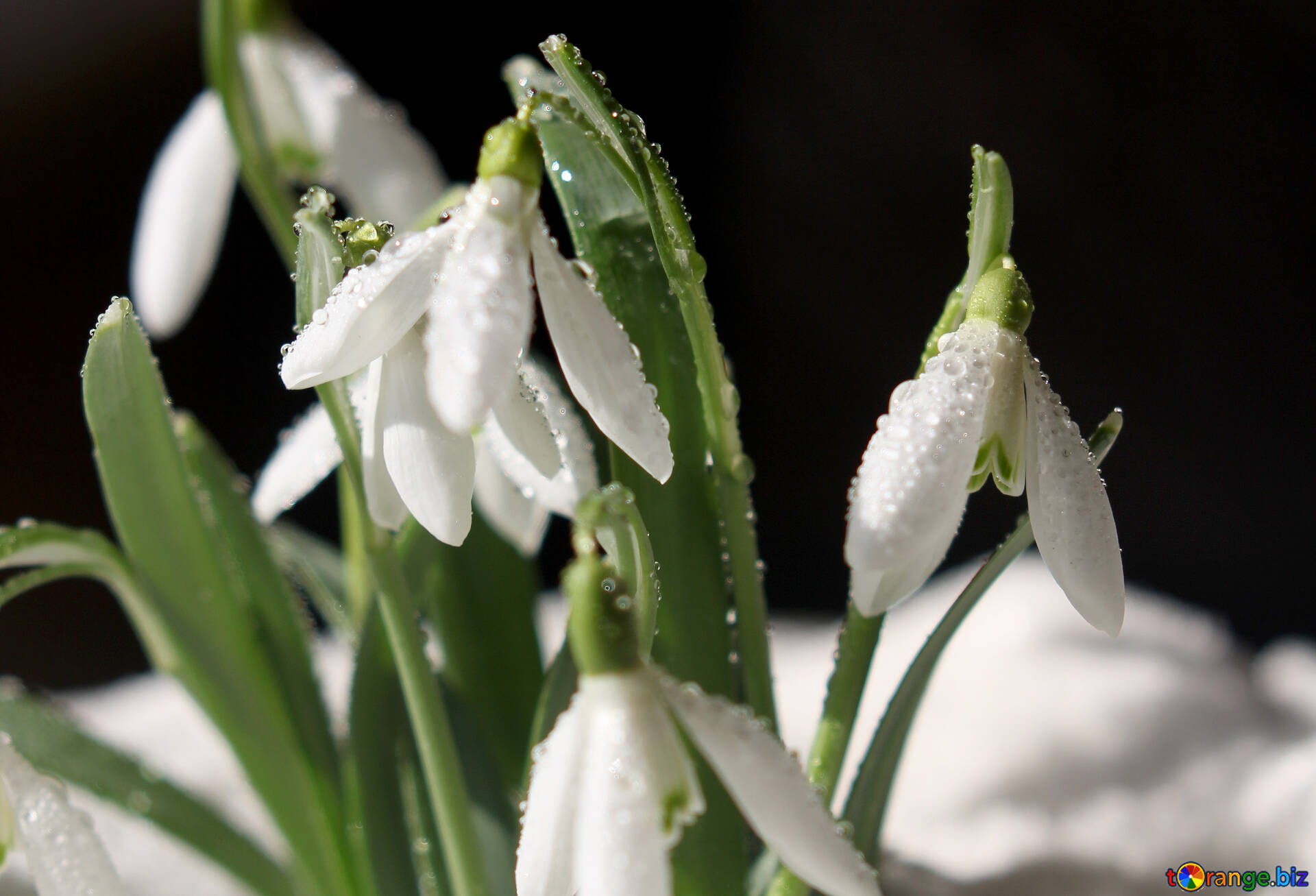 Hintergrunde Mit Blumen Der Schneeglockchen Fruhling Hintergrund Fur Website Schnee 369