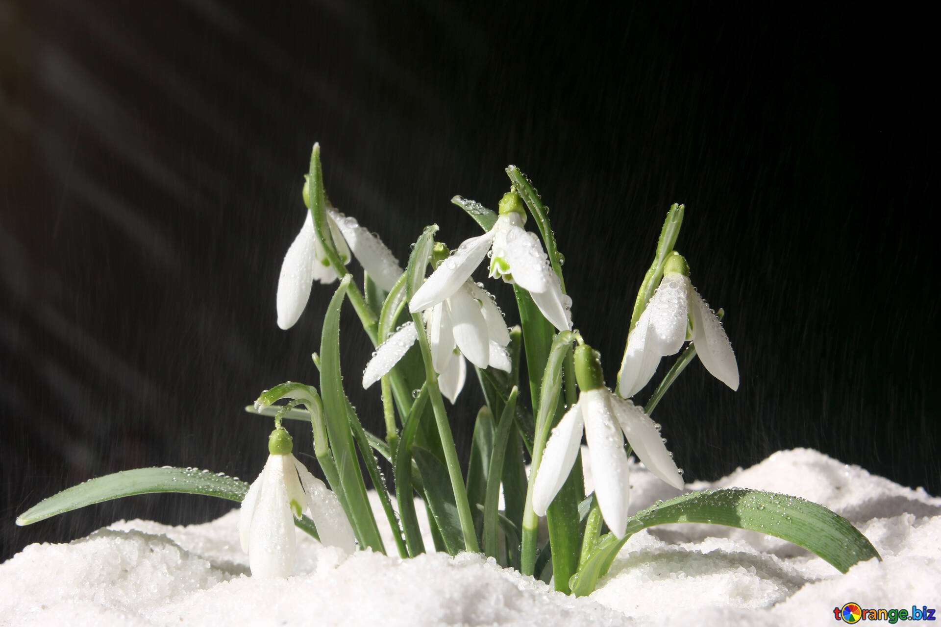 HD wallpaper white and green flowers on snowfield early spring snowdrops   Wallpaper Flare