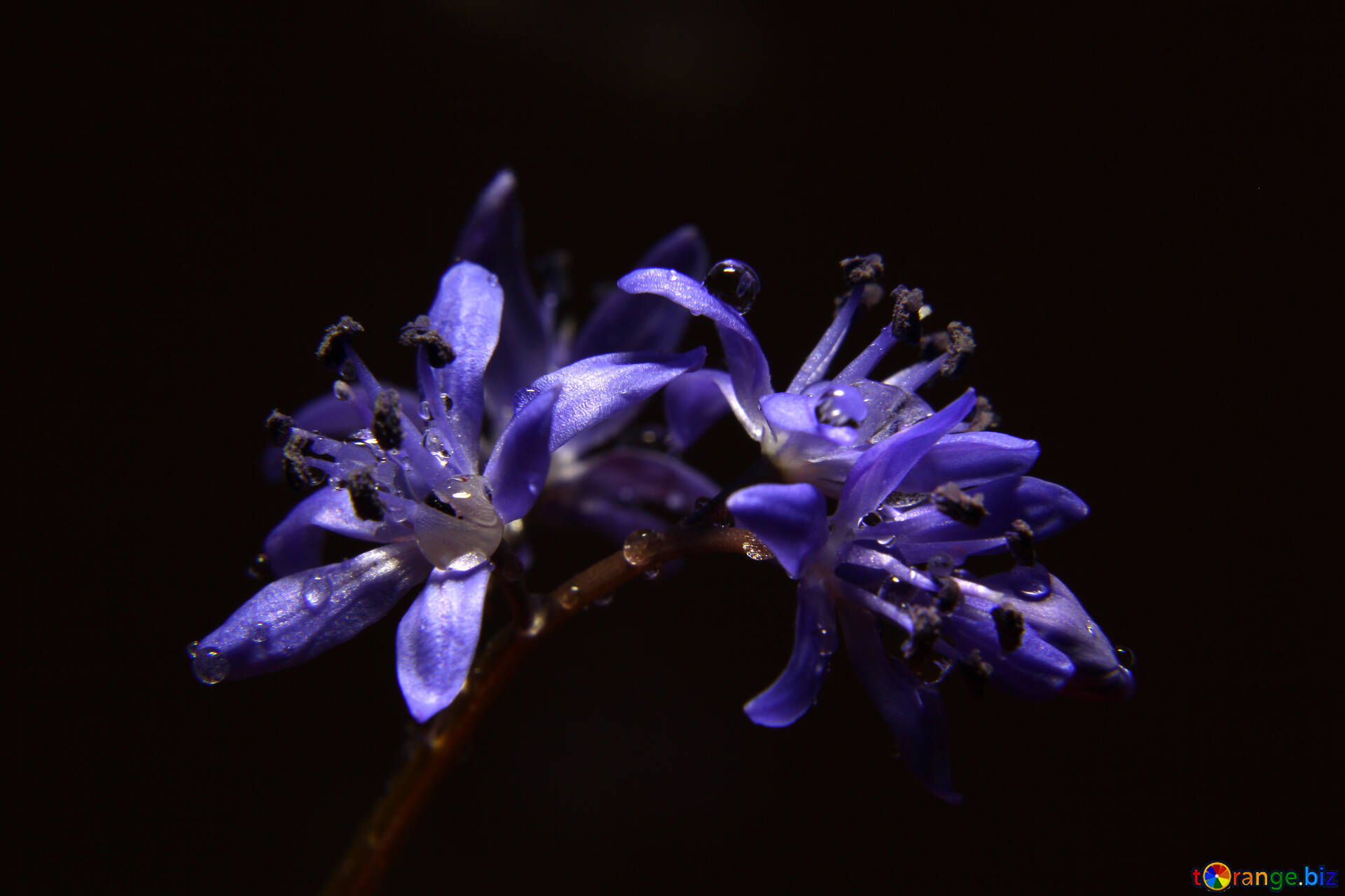ブルーの花 無料の写真 花で監視する暗い背景 無料の写真 夏 397 Torange Biz