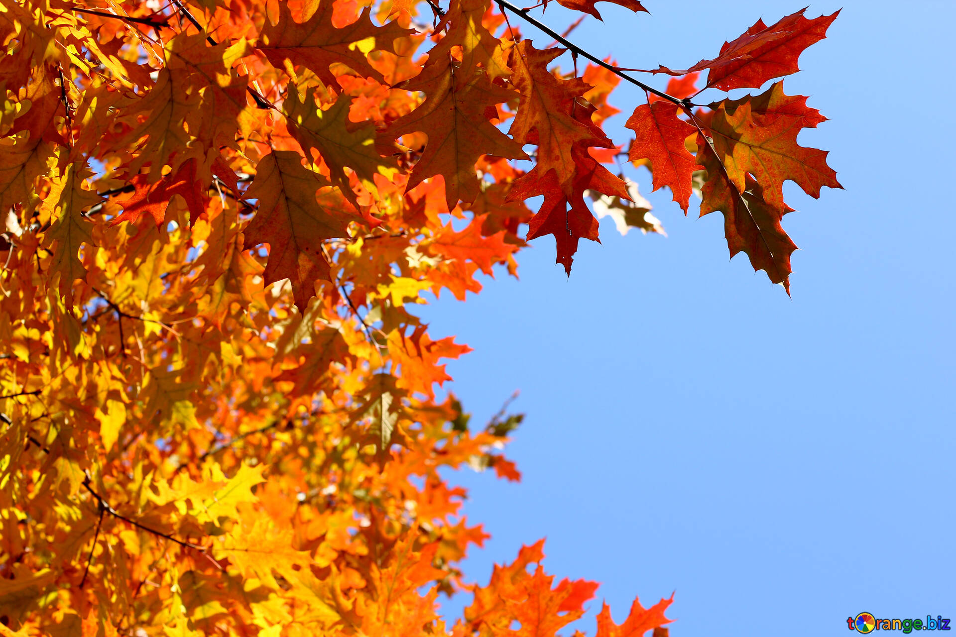 日とツリー上の葉 無料の写真 秋の葉の背景 無料の写真 枝葉 Torange Biz