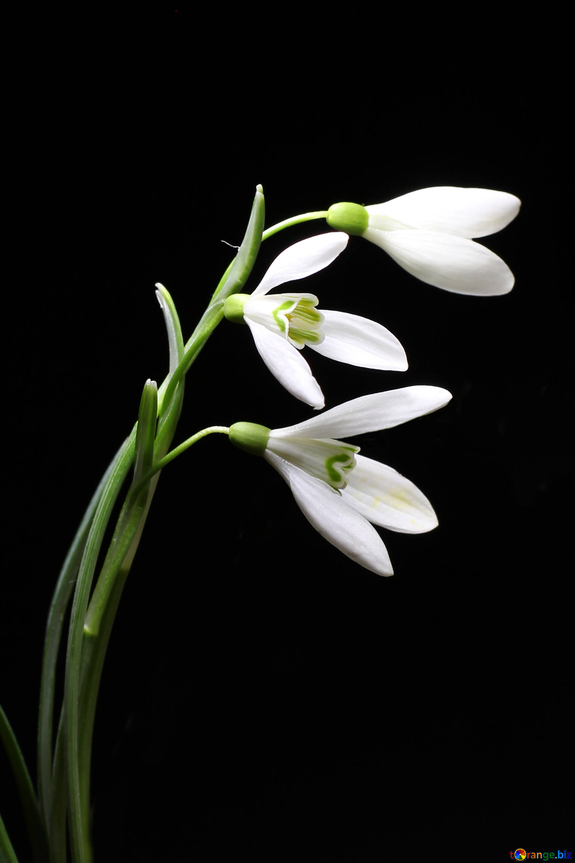 自然テクスチャ 無料の写真 花のテクスチャ 無料の写真 テクスチャー Torange Biz