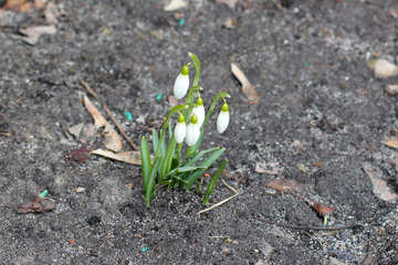 Growing snowdrops №38417