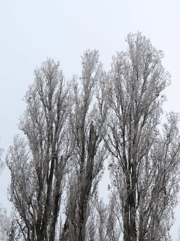 Poplar in winter is covered with Frost №38078