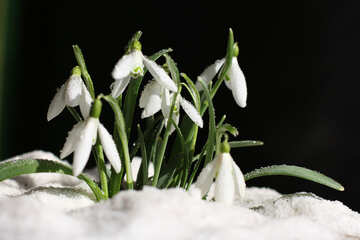 Bild von Blumen im Schnee №38273