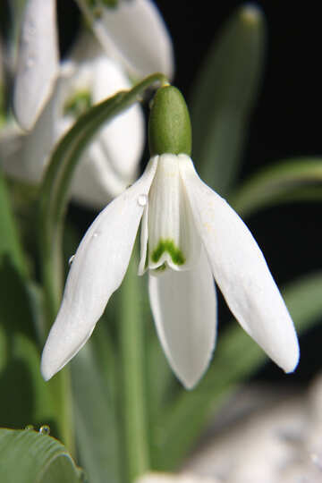 Weiße Blume №38288