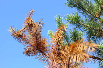 Conifer branches №38548