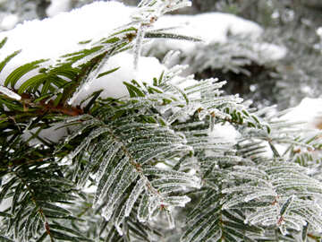 Snowy Christmas tree №38103