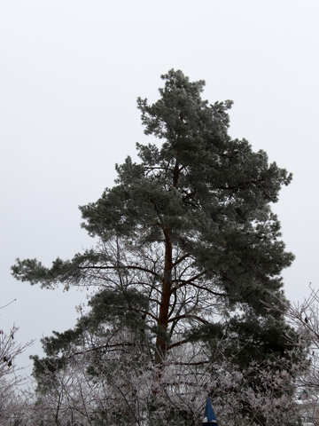 Un grand arbre de Noël en hiver №38076