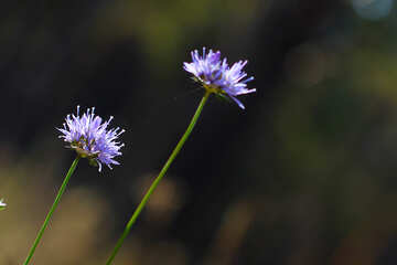 Wald-Blume №38519
