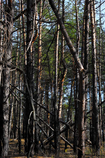 Umgestürzte Bäume im Wald №38496