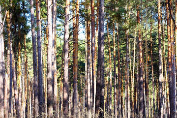Soleggiata foresta №38576