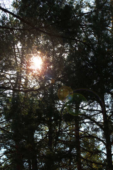 Il sole nella foresta №38502