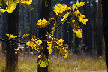 Schönes Bild Wald №38528
