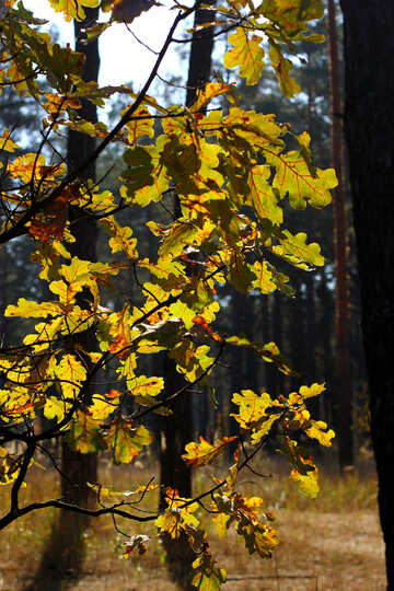 Oak tree in the pine forest №38526