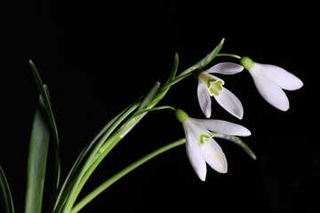 Spring Flower in isolation №38406