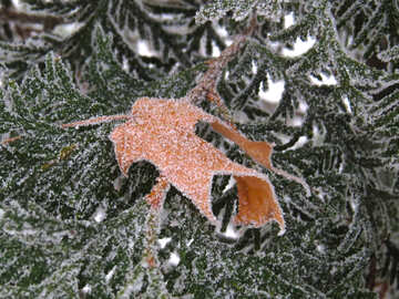Blätter mit Frost №38165