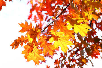 Осенние листья №38535