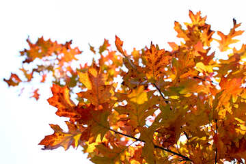 Autumn leaves in isolation