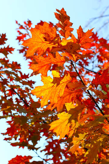 美しい秋の紅葉 №38534