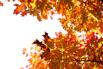 Leaves photo frame №38537
