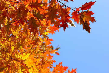 秋の葉の背景 №38529