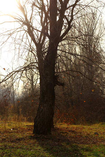Autumn tree №38641