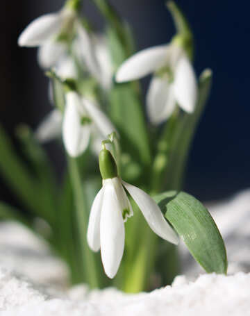 Amor de primavera