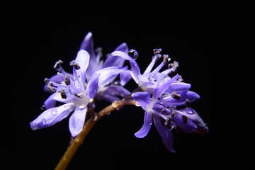 Makro-Blume in isolation №38994