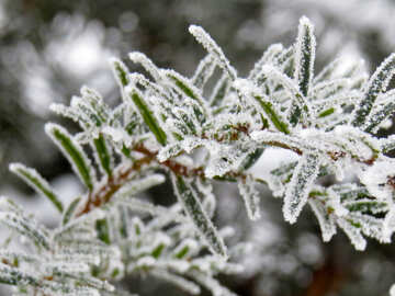 Frost on needle Christmas tree №38109
