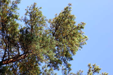 Pine №38499