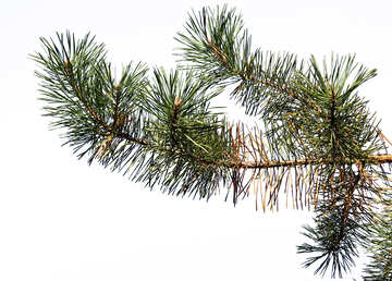 Pine branch is isolated №38544