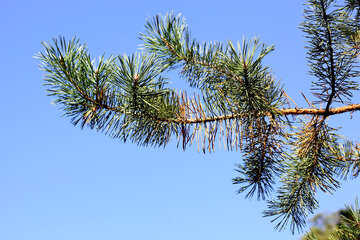 Branch of pine tree on blue background №38545