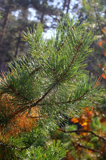 Rama del árbol de pino en el bosque №38555