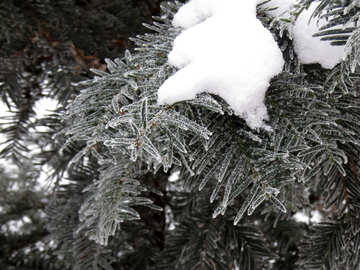 Neve na árvore ramo №38100