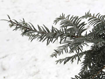 Un ramo dell`albero nella neve №38105