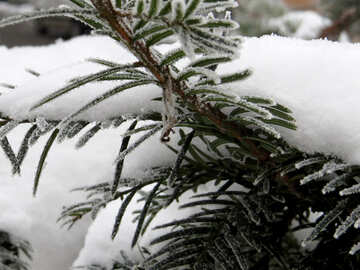 Nieve y escarcha en el árbol №38102