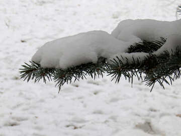 Schnee auf dem Baum №38093