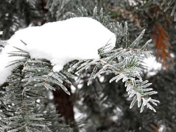 Snow on the tree №38106