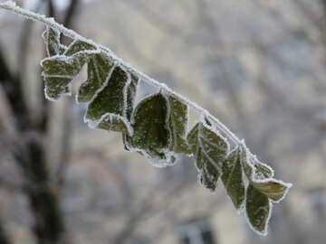 Ramoscello con foglie coperta con gelo №38113