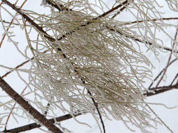 Frost thin branches №38098