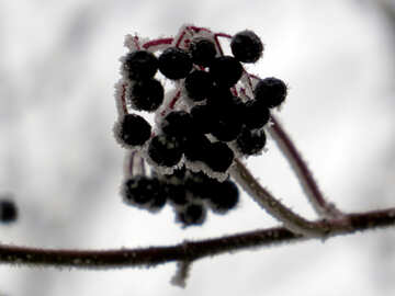 The berries are covered with Frost №38200
