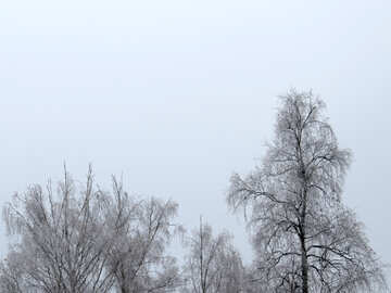 Winter trees №38081
