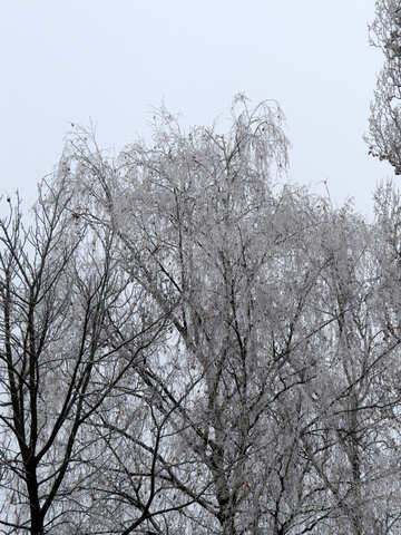 Winter Bäume mit Raureif bedeckt №38079