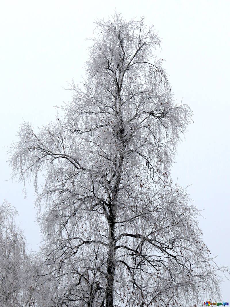 冬のシラカバは霜で覆われて №38080
