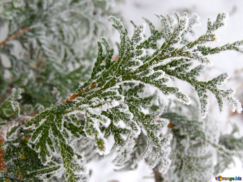 Beautiful branch with Frost №38177