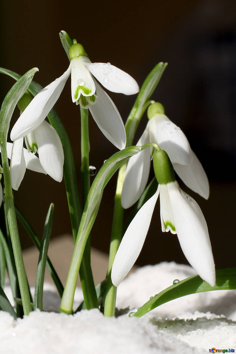 Descargar foto de flores para la novia №38280