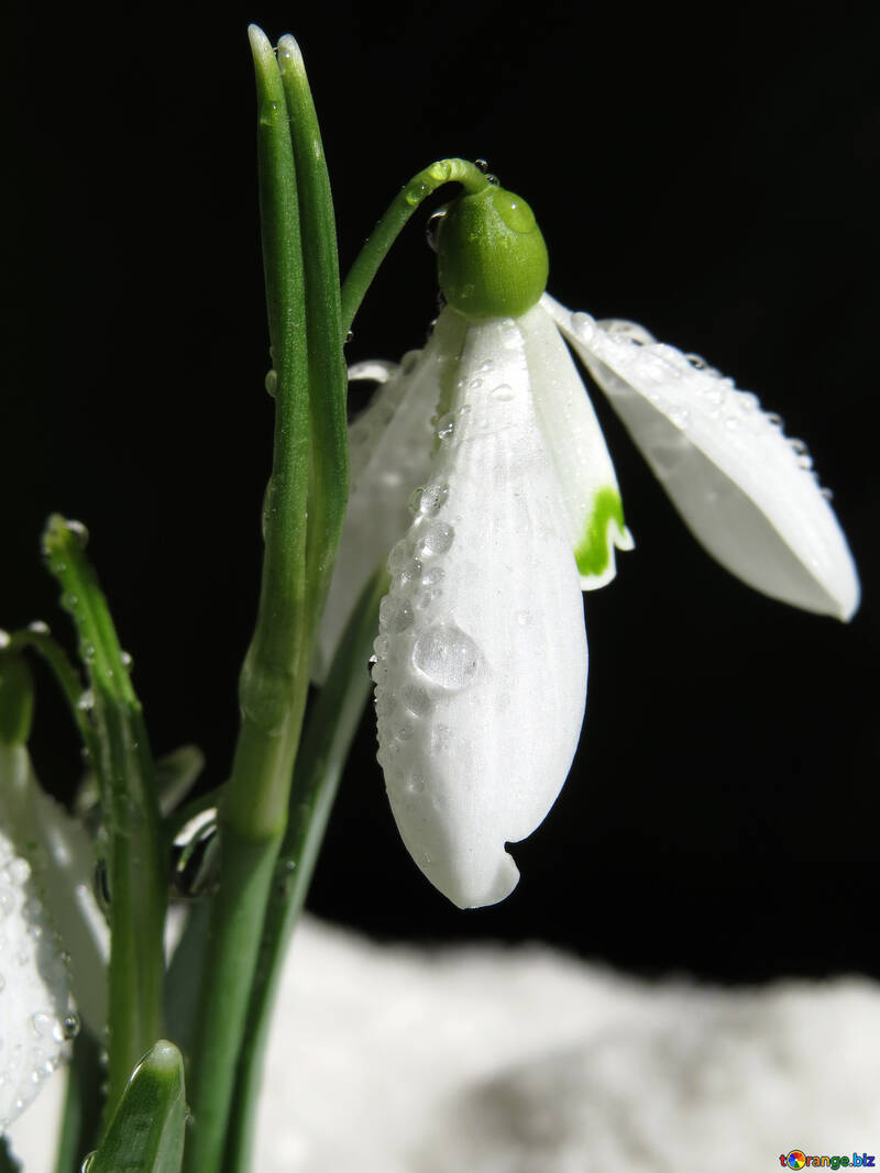 Schöne Blume №38374