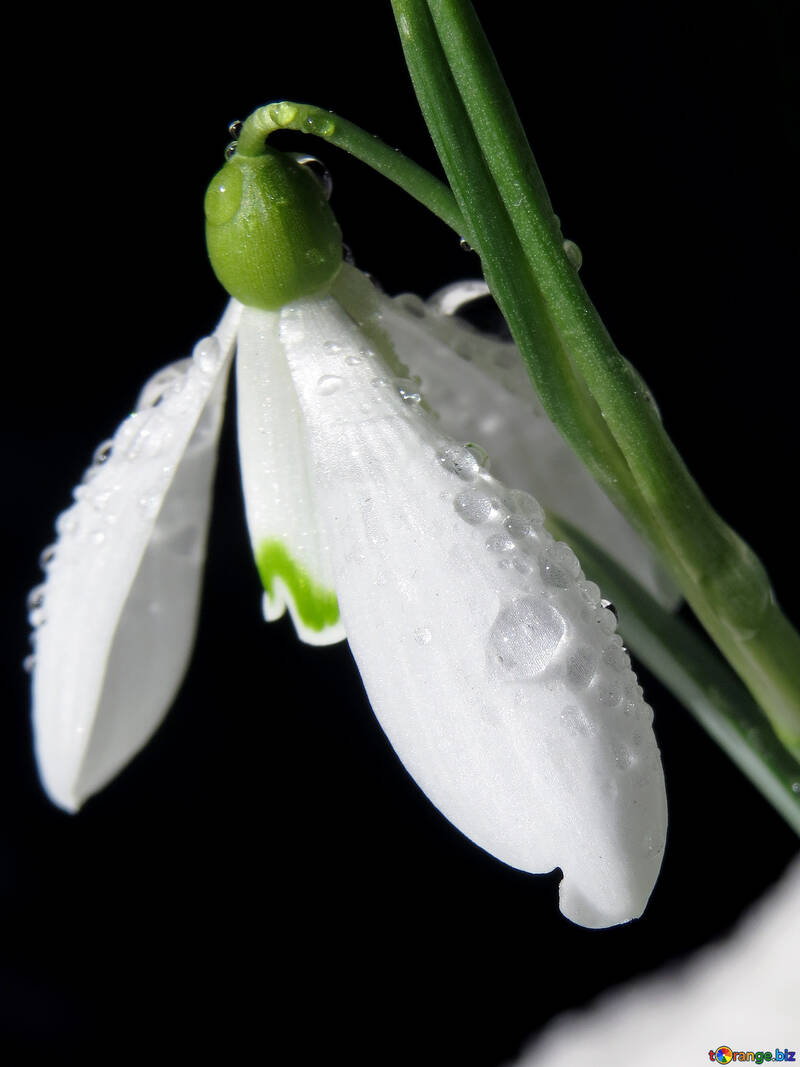 Dew drop on flower №38375