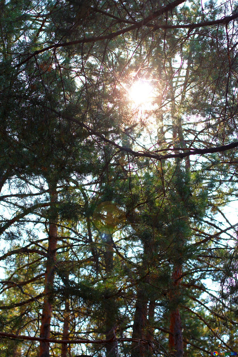 The sun shines through the tops of pines №38503